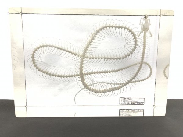 画像1: ヤマカガシの全身骨格標本 32 (1)