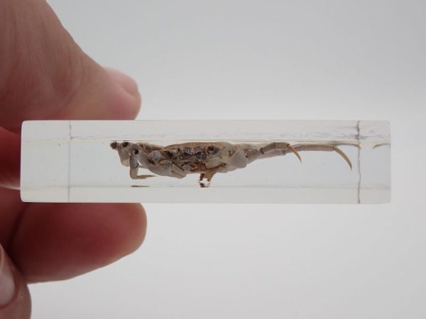 画像3: モクズガニ　100 (3)