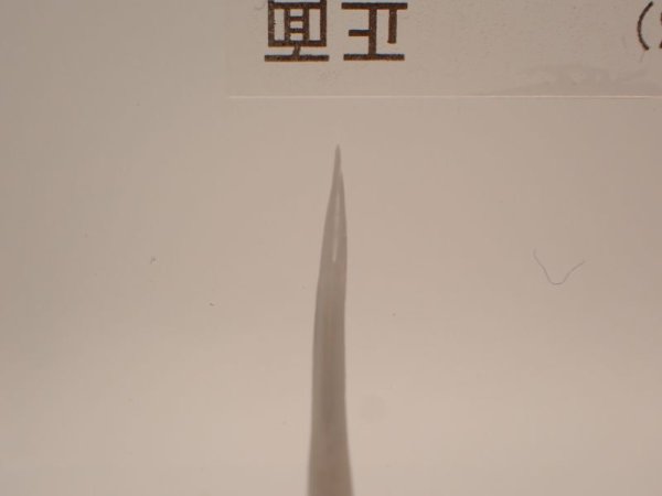 画像3: ホンハブの牙(断面比較) 166 (3)