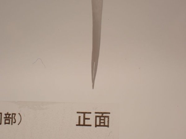 画像4: ホンハブの牙(断面比較) 166 (4)