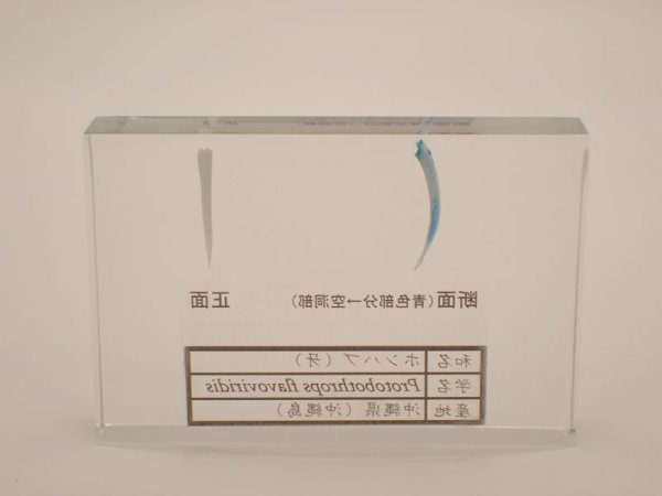 画像2: ホンハブの牙(断面比較) 166 (2)