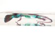 画像6: サバンナオオトカゲの二重染色透明骨格標本 175 (6)