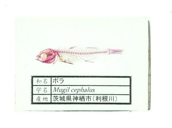 画像1: ボラの単色染色透明骨格標本 50 (1)