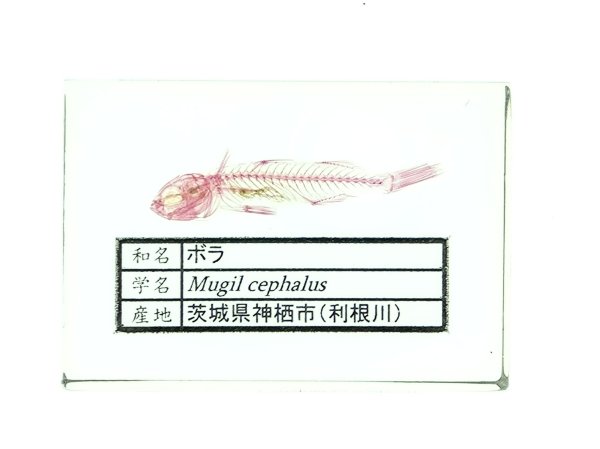 画像1: ボラの単色染色透明骨格標本 5 (1)