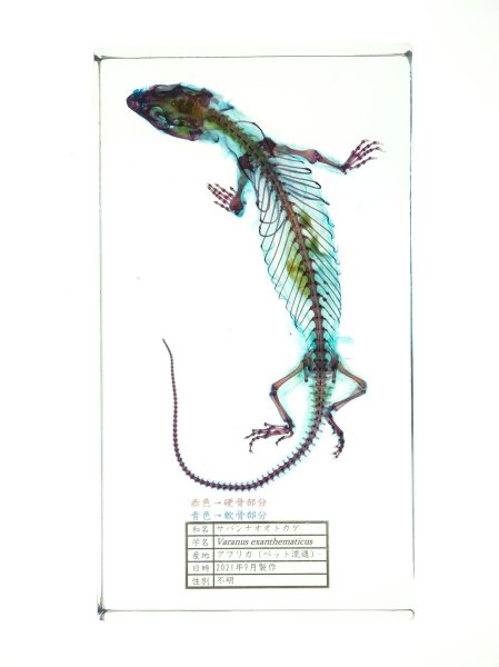 画像1: サバンナオオトカゲの二重染色透明骨格標本 175 (1)