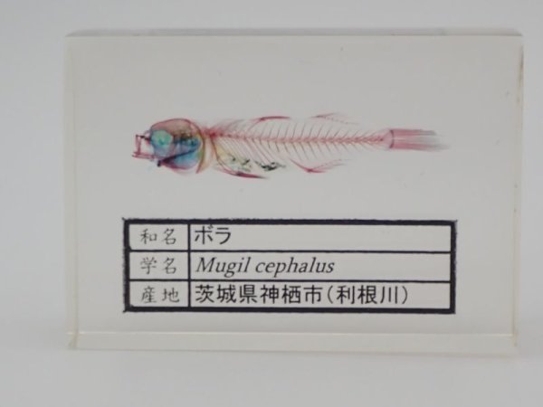 画像1: ボラの二重染色透明骨格標本　235 (1)