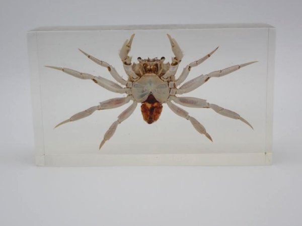 画像2: モクズガニ　177 (2)