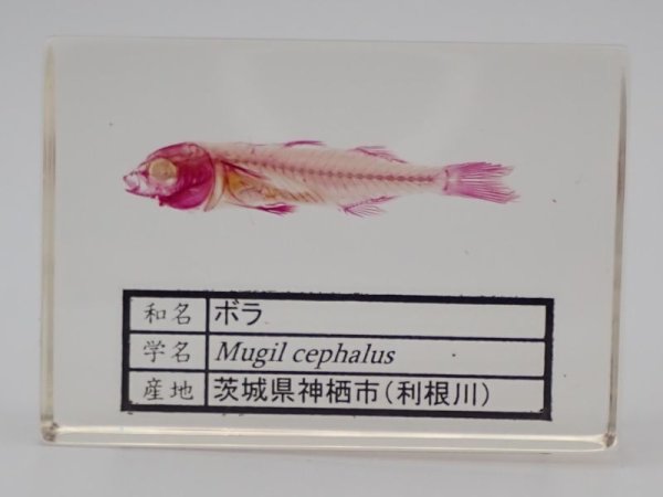 画像1: ボラの単色染色透明骨格標本　230 (1)