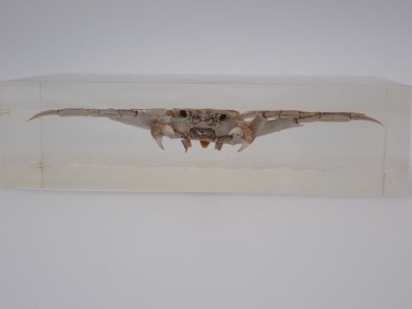 画像3: モクズガニ　177 (3)