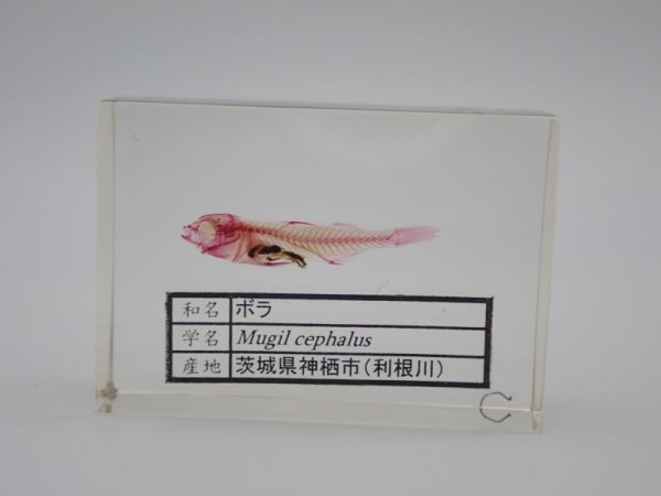 画像1: ボラの単色染色透明骨格標本　228 (1)