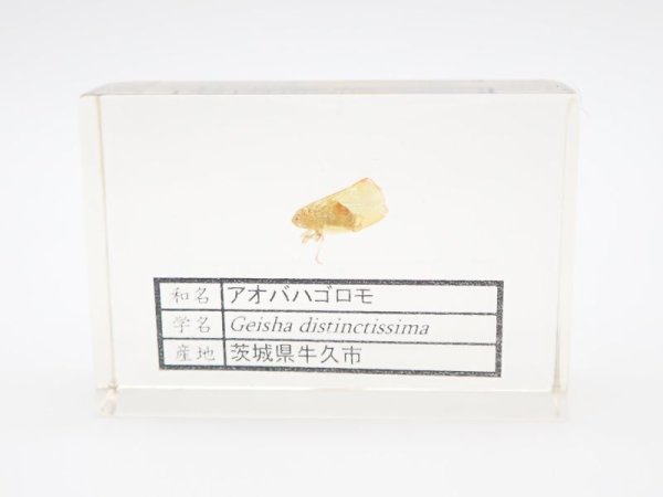 画像1: アオバハゴロモの封入標本　223 (1)
