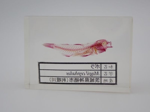 画像2: ボラの単色染色透明骨格標本　232 (2)