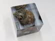 画像2: 271 ホンドオニヤドカリ(殻カットモデル) (2)