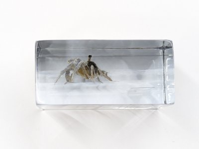 画像2: 270 コメツキガニ
