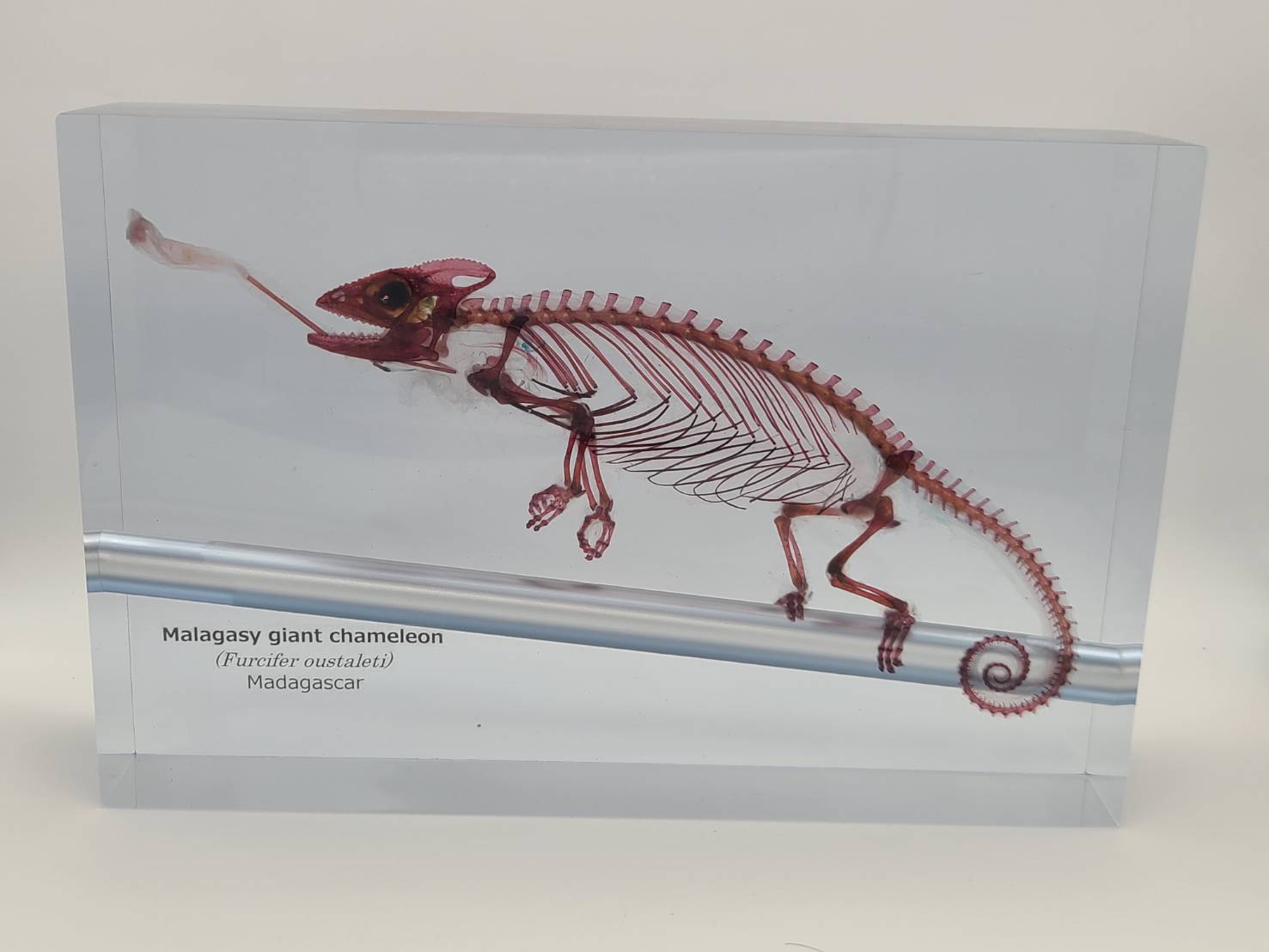透明骨格標本 エイ 透明標本 - 科学、自然